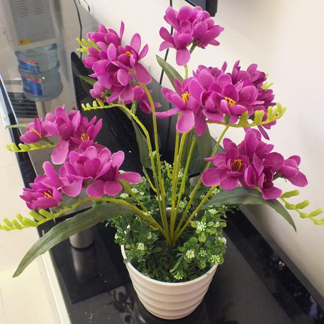 Củ lan nam phi nhiều màu -(Mua 5 tặng 1 củ )