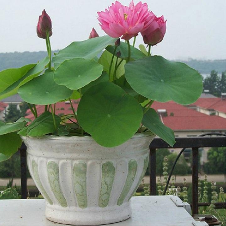 Hạt giống sen nhật mini - 10 hạt