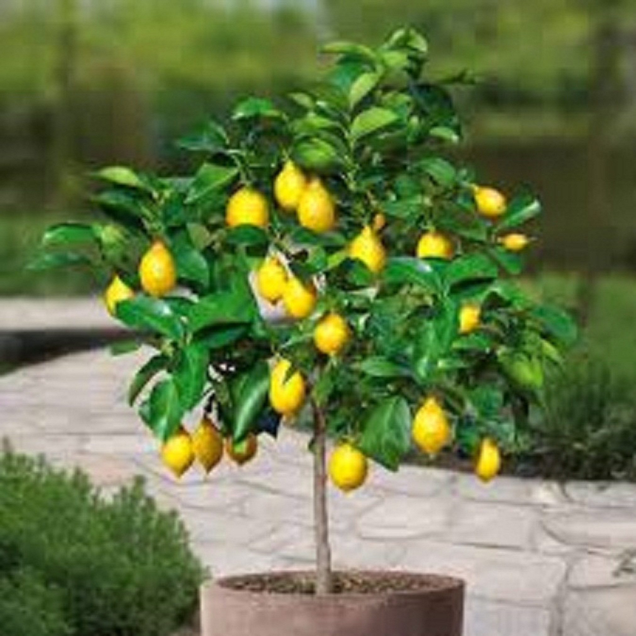 CÂY GIỐNG CHANH VÀNG MỸ NHẬP KHẨU