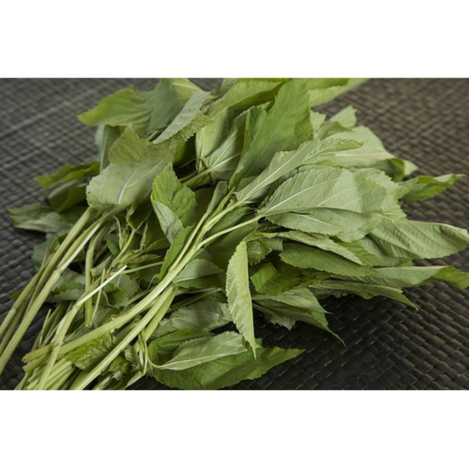 10g Hạt giống Rau đay trắng