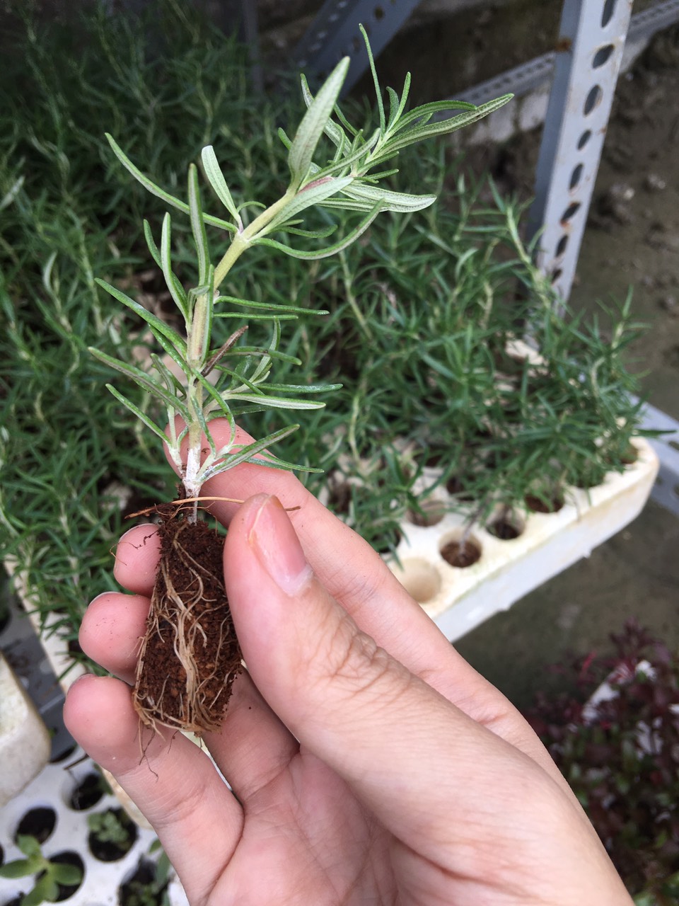 cây giống hương thảo đuổi muỗi