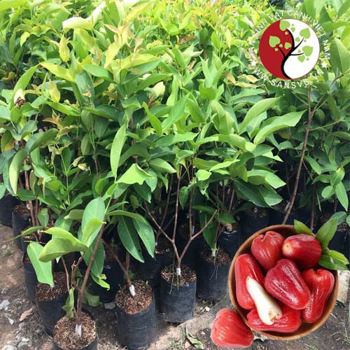 Cây mận đỏ an phước ( cây roi đỏ An Phước)- cây giống