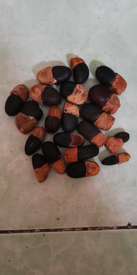 Hạt giống cây bồ đề (gõ đỏ ấn độ ,loại dùng làm chuỗi hạt bồ đề )