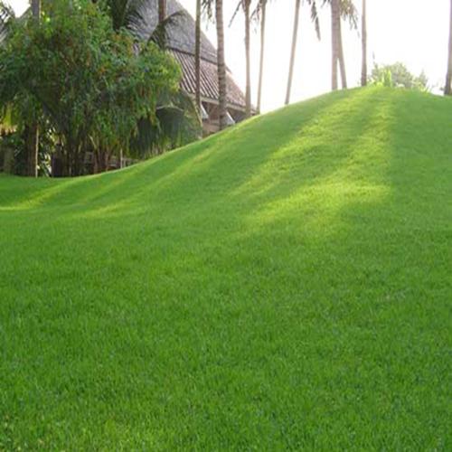 Hạt Giống Cỏ Nhung Nhật. Túi 100 gram. Loại Dễ Trồng - Sinh Trưởng Nhanh.