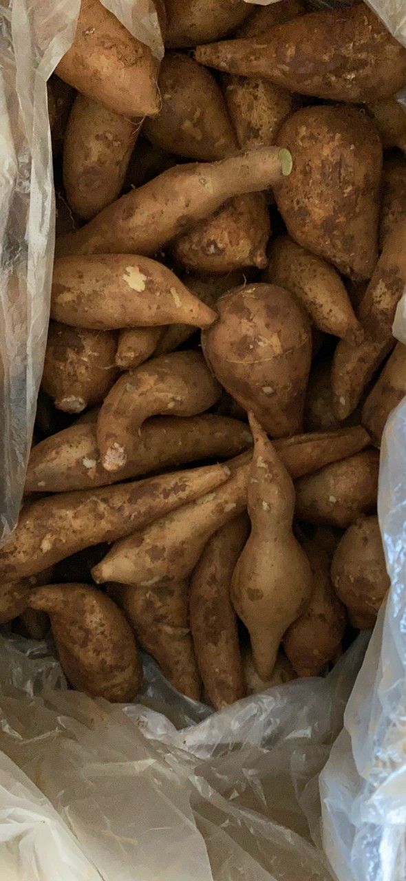 Khoai sâm đất lựa chọn từng củ bao ngon 1kg