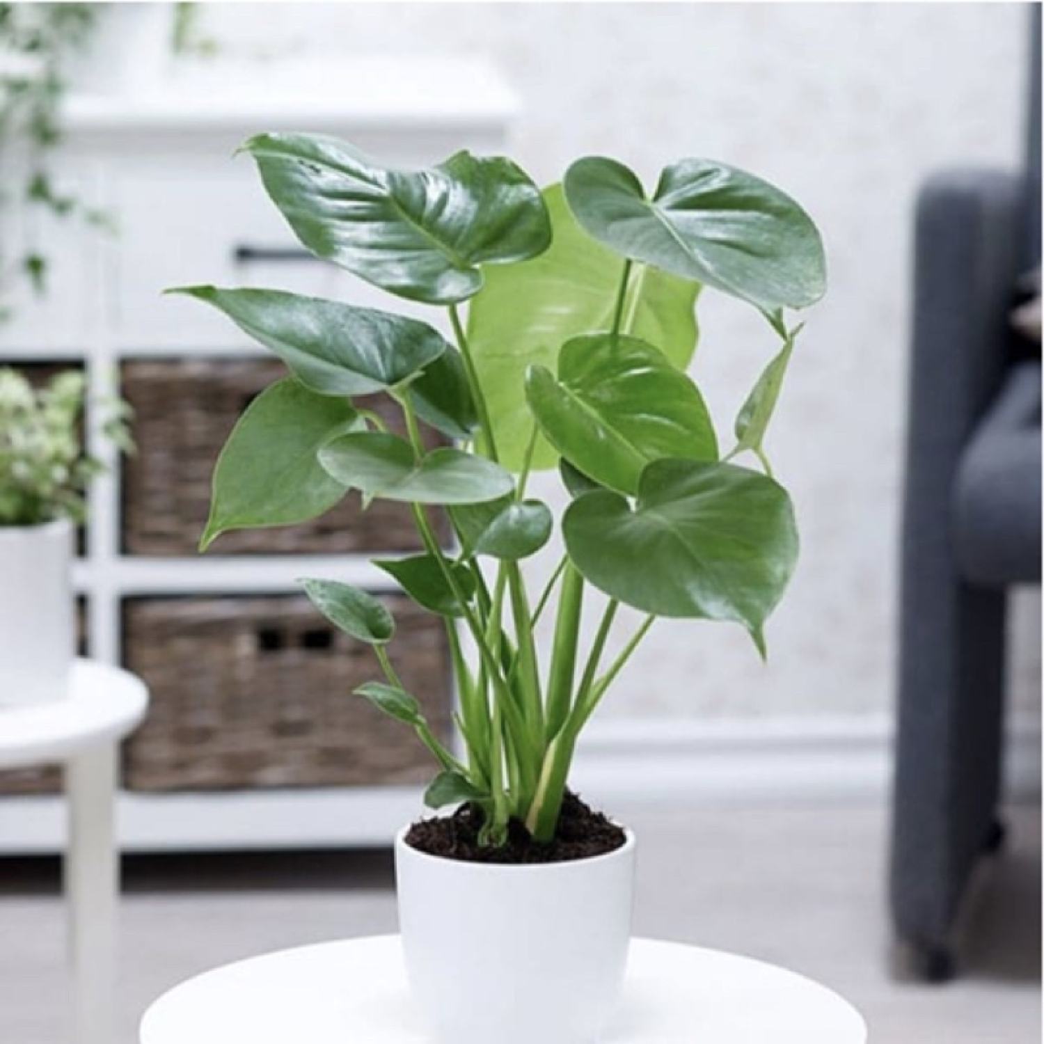 Cây môn tai phật đuổi muỗi hiệu quả (môn lá tim, Cây Alocasia cucullata)