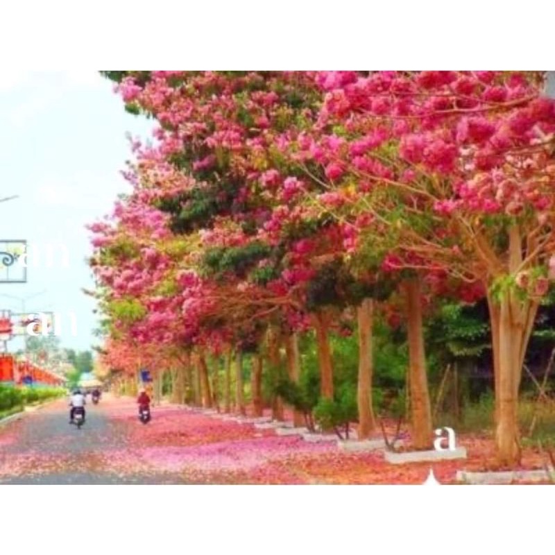 cây giống kèn hồng