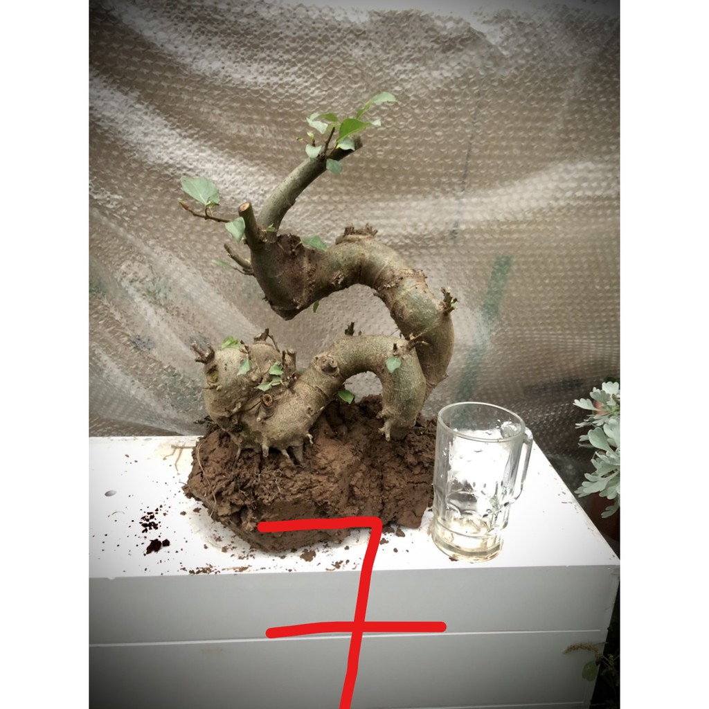 Cây sung bonsai phôi (ảnh thật) đánh số 1-20.