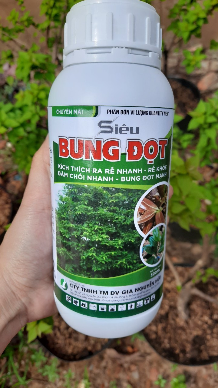 SIÊU BUNG ĐỌT RA RỄ - PHÂN BÓN CHUYÊN MAI VÀNG - 500ML