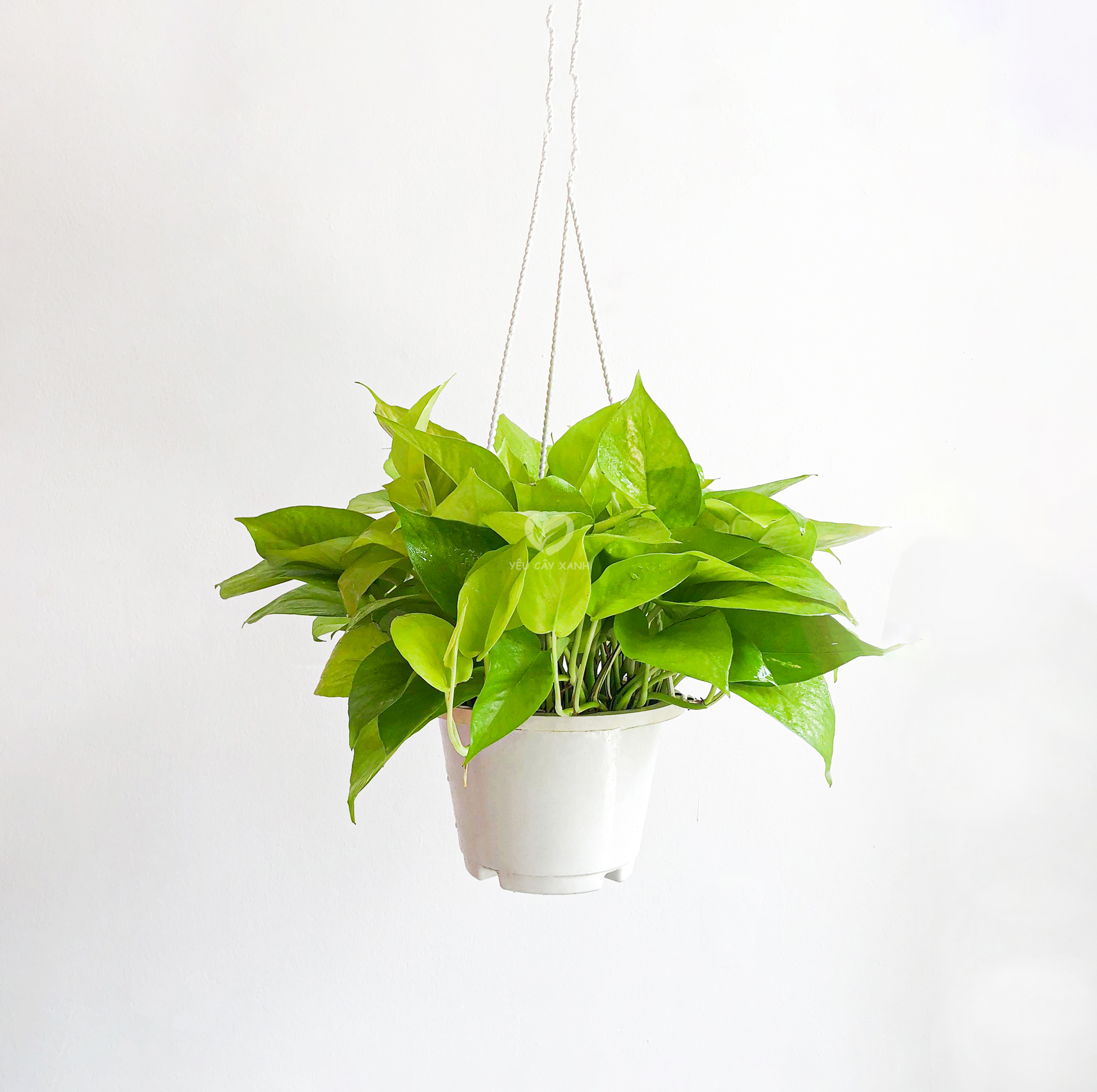 Cây Trầu Bà Vàng treo ( cây trầu bà neon ) loại cây dễ chăm sóc