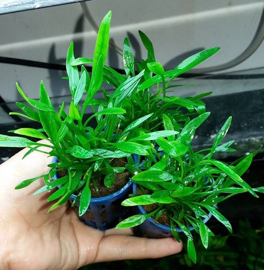 TIÊU THẢO PARVA (CHẬU TRÒN)(CRYPTOCORYNE PARVA)