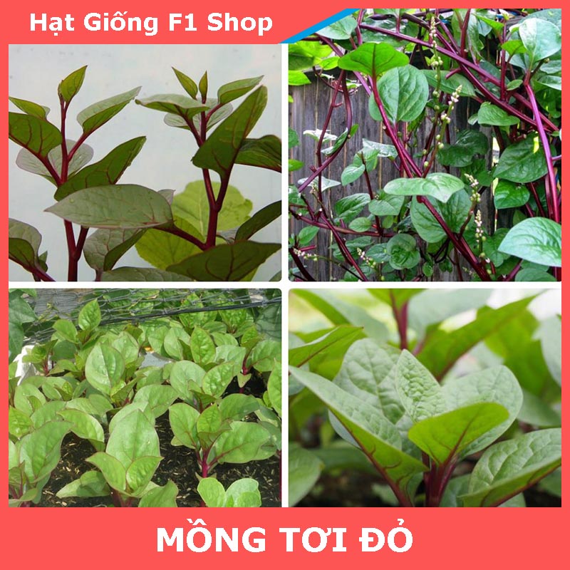 Hạt Giống Rau Mồng Tơi Đỏ Dễ Trồng