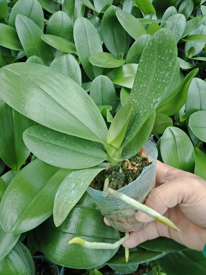 Combo 2 cây LAN HỒ ĐIỆP ĐẠI Chưa Ngồng Hoa