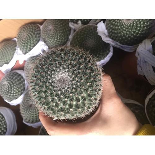 Xương rồng bánh sinh nhật chậu nhựa - đường kính 7-9cm