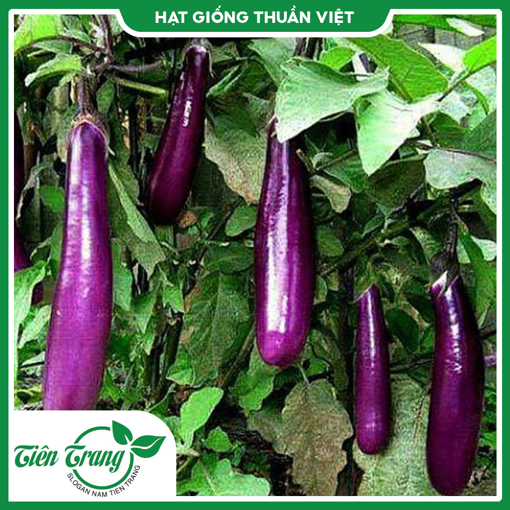 Hạt giống Cà Nâu Cơm Xanh 89
