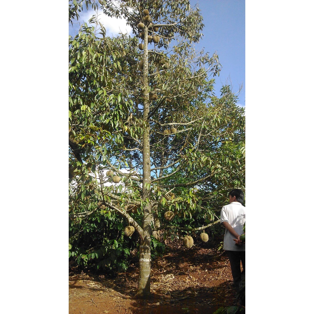 Cây giống Sầu Riêng Chuồng Bò. [ Giống ghép đầu dòng ]. (cây giống siêu sớm có bảo hành )