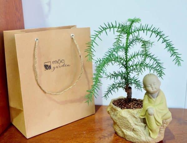 [HCM]TÙNG BỒNG LAI - LÁ KIM CHÍNH GỐC