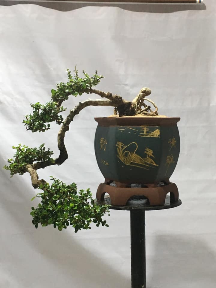 Combo 2 cây sam núi trái giống