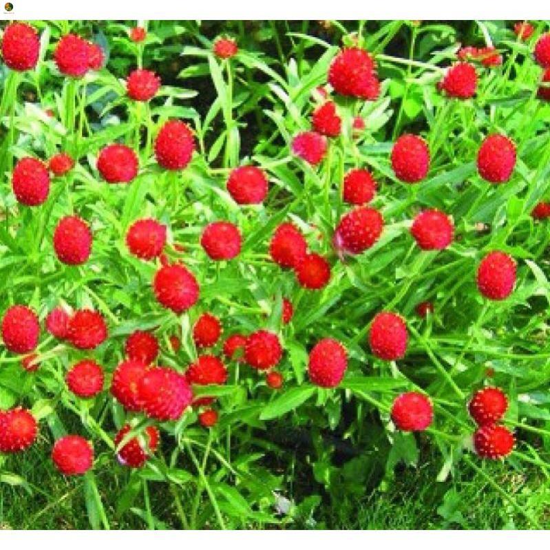 Hạt Hoa CÚC Nút Áo nhiều màu - Gói 0,5 gram