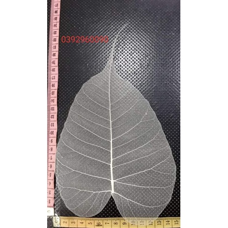 XƯƠNG LÁ SIZE LỚN 13cm -15cm