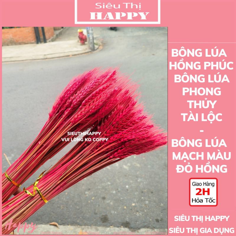 Bó 100 Bông Lúa Mạch Màu Đỏ Hồng - Bông Lúa Hồng Phúc.