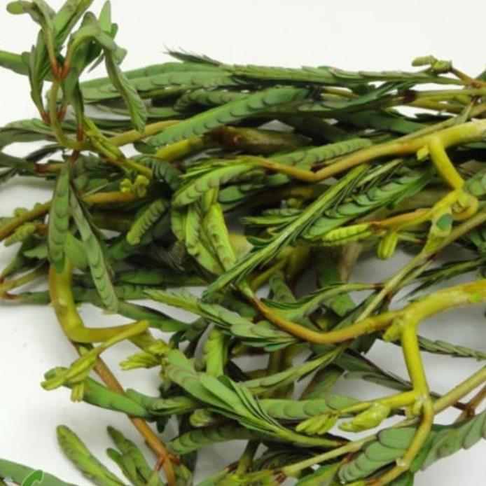 Hạt giống Rau Nhúc - Gói 1 gram ( Rau Nhút )