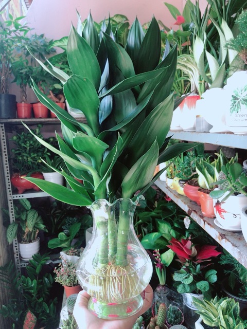 Chậu Cây Phát Tài Búp Sen
