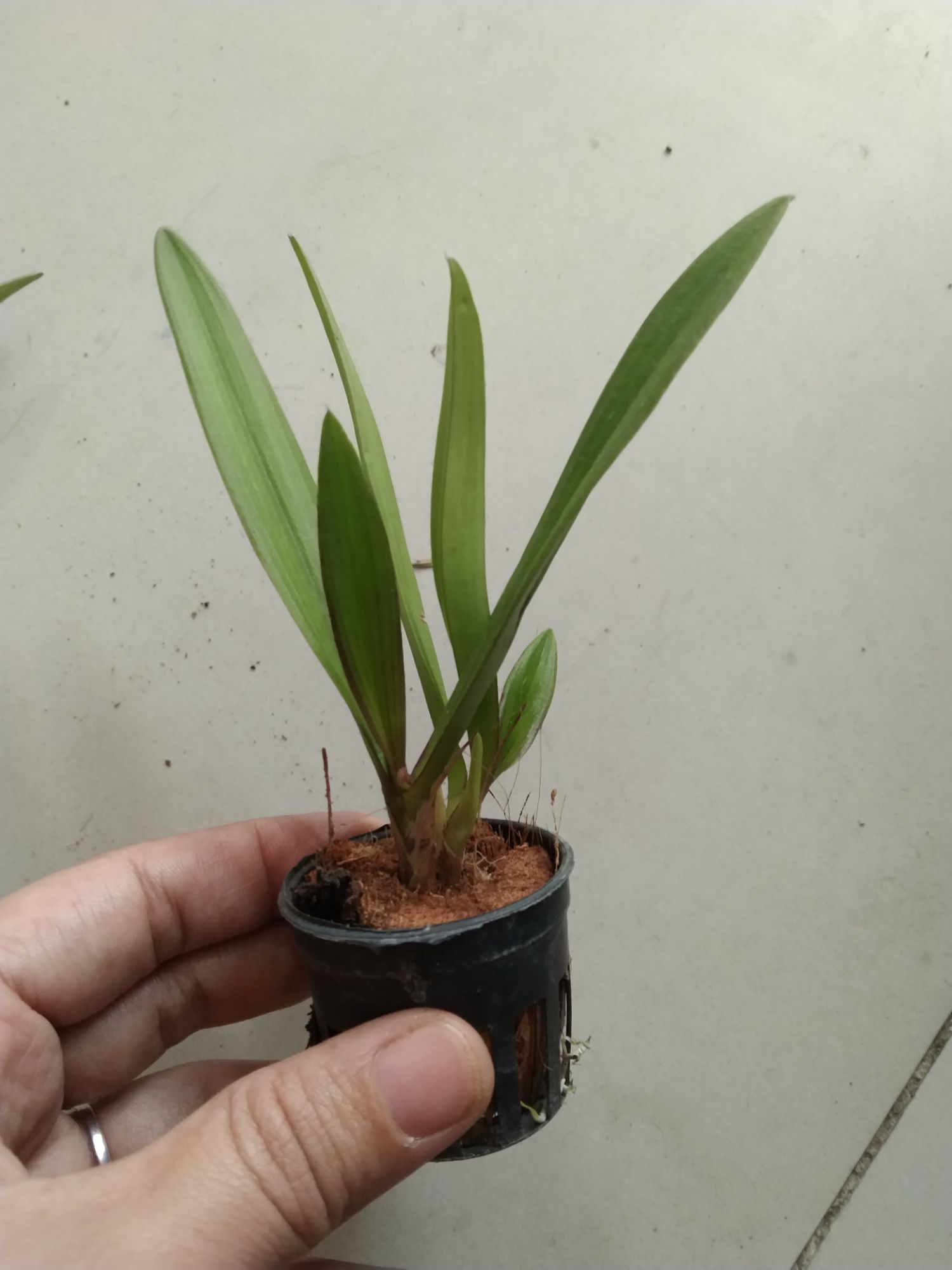 Vũ nữ Peru trưởng thành sắp hoa