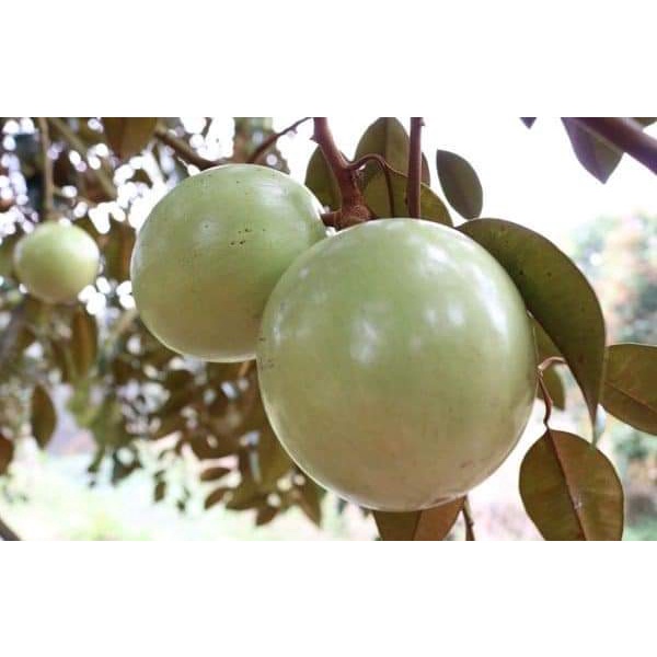 Cây giống vú sữa lò rèn giống .