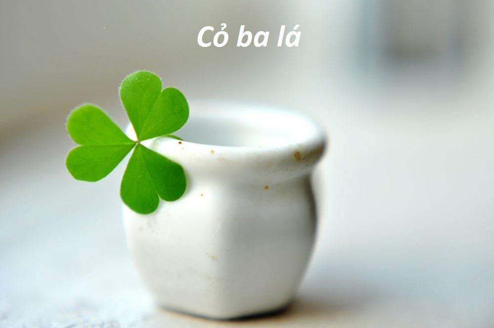 GÓI 100 HẠT GIỐNG CỎ BA LÁ