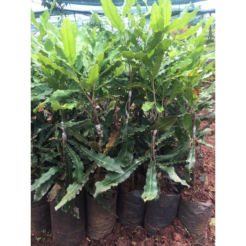 cây macca QN1 giống (chuyên cây giống)