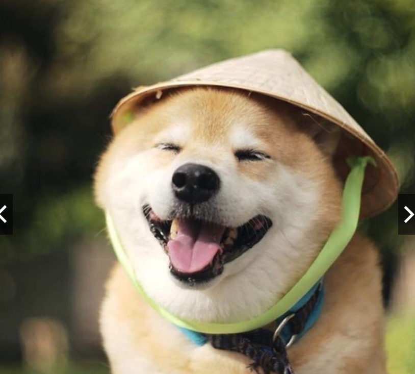 Nón Lá Việt Nam cho thú cưng chó mèo