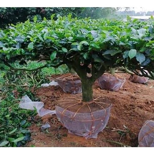 cây giống Chè Shan Tuyết (được kiểm tra hàng )