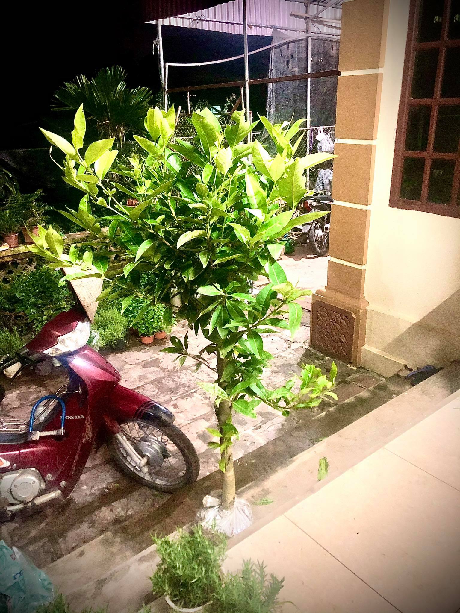 Cây vối nếp cao 1.2m (ảnh thật)