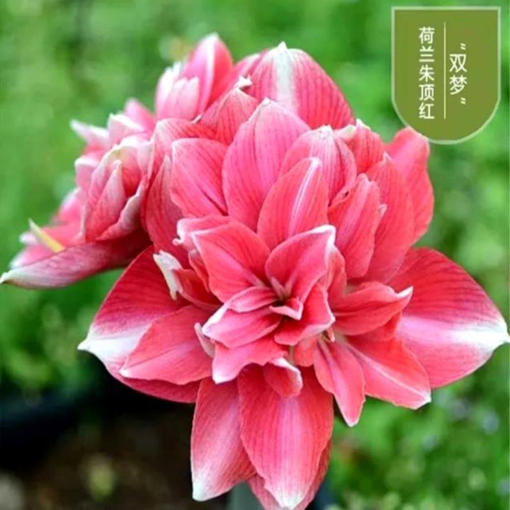 [HCM]Củ lan huệ tây cánh đơn