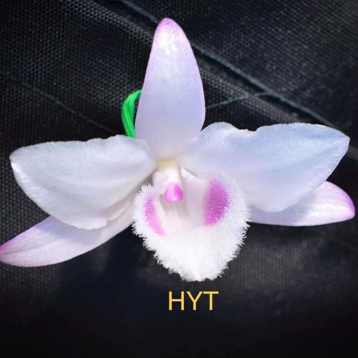 CHẬU HOA LAN PHI ĐIỆP HỒNG YÊN THỦY CẤY MÔ HÀNG CHUẨN cây cực đẹp