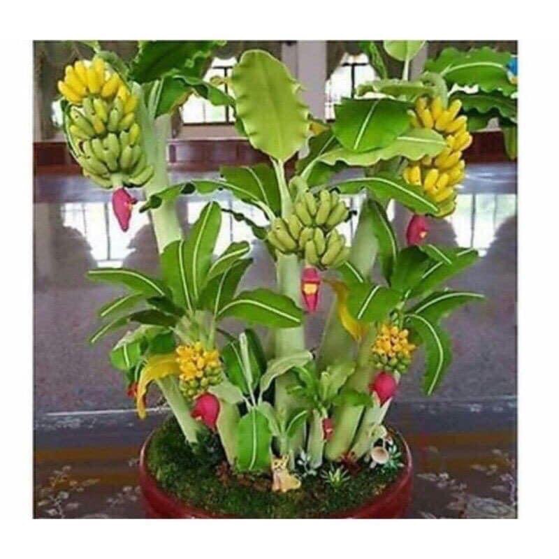 CÂY CHUỐI CẢNH MINI (ảnh thật)