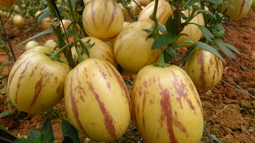 Hạt giống dưa pepino ( tặng phân bón kích mầm ).