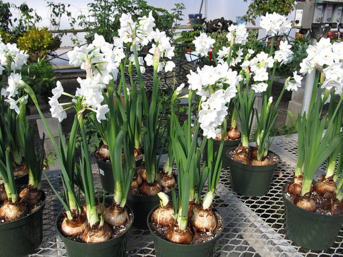Củ Thủy tiên chu vi củ 20/22cm Củ con bám xung quanh , củ khỏe thich hợp thủy canh