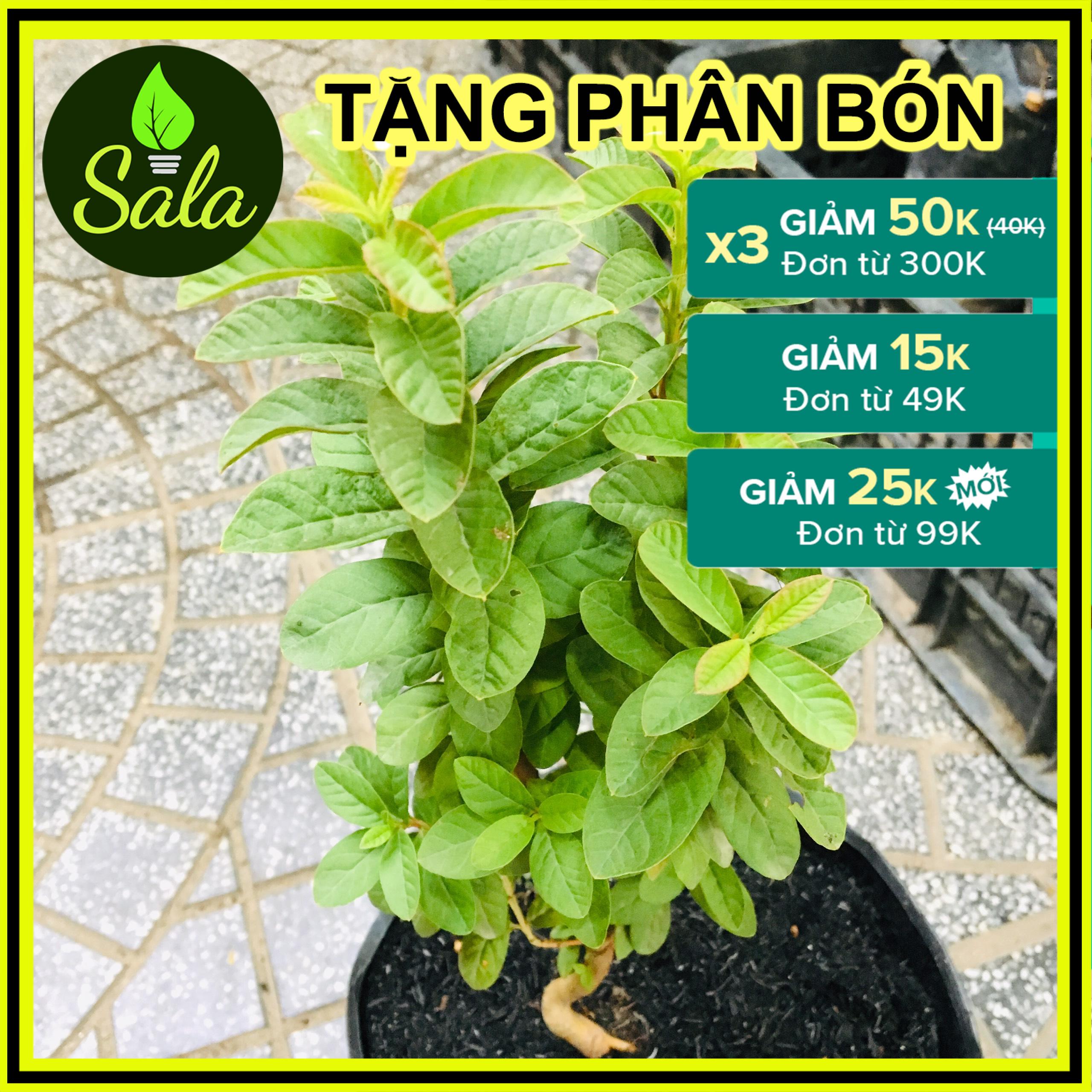 CÂY ỔI NHẬT - CÂY ỔI SẺ - CÂY ỔI LÁ KIM