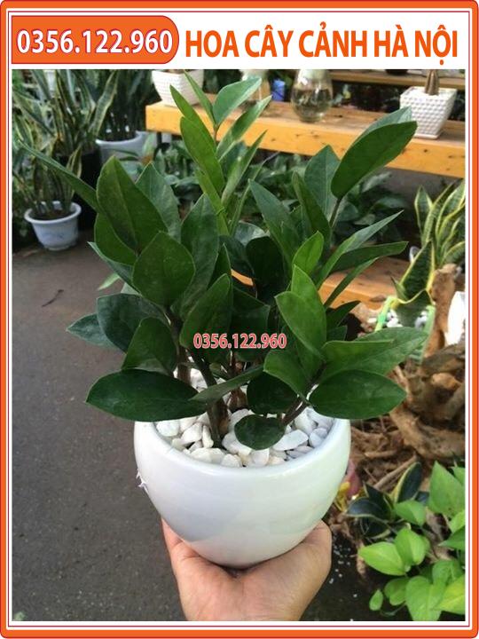 Cây kim tiền để bàn - cây cảnh trang trí