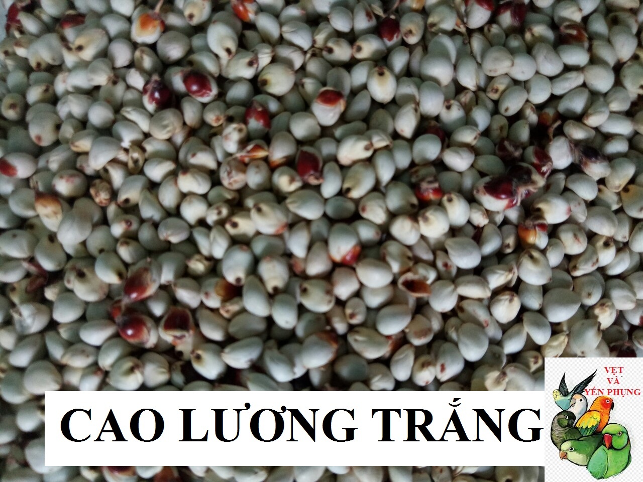 100G HẠT BOBO TRẮNG CHO CHIM,VẸT,HAMSTER VÀ THÚ CƯNG NHỎ.