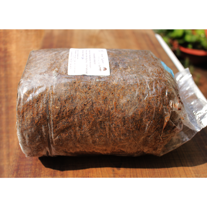 MycoBOX Straw Mushroom Spawn 2kg