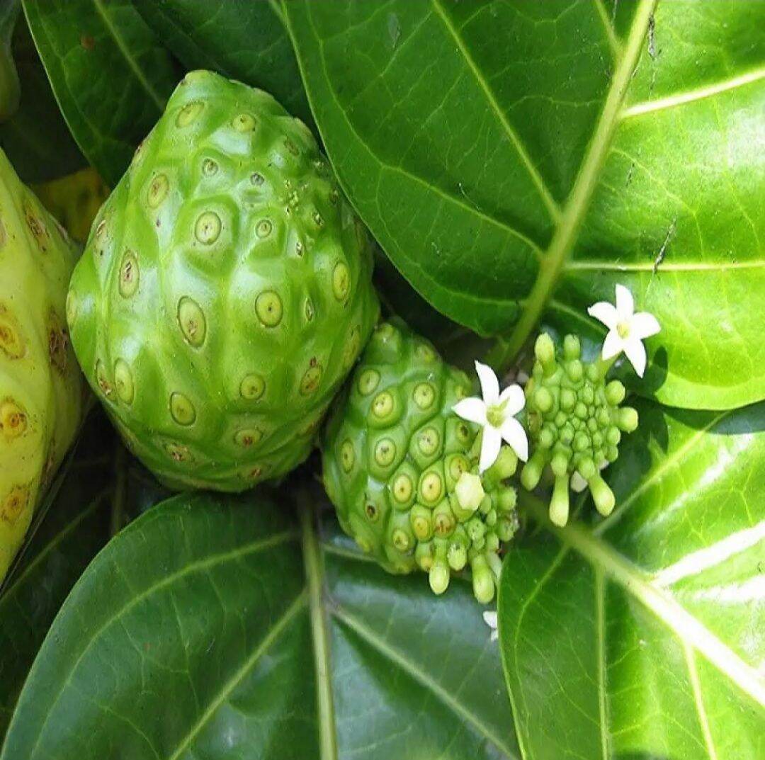 Gói 50 hạt giống cây Nhàu, độ nảy mầm cao, dễ trồng