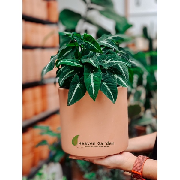 chậu đất nung trụ trơn 18x18cm vintage (chậu trồng cây)
