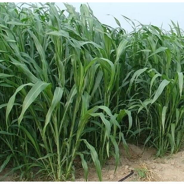 Hạt Giống Cỏ Chăn Nuôi Mombasa Ghine (Cỏ Sả Lá Lớn - Gói 50Gram) -[Hàm lượng dinh dưỡng cao]
