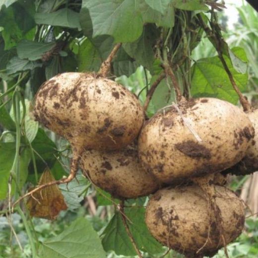 Hạt giống Củ đậu (Gói 40 hạt)
