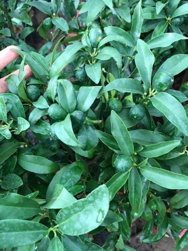cây giống quất ngọt