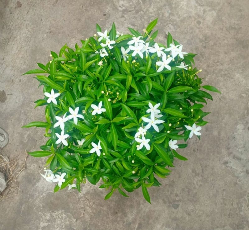 BẦU CÂY GIỐNG MAI VẠN PHÚC( CÂY MAI TIỂU THƯ)