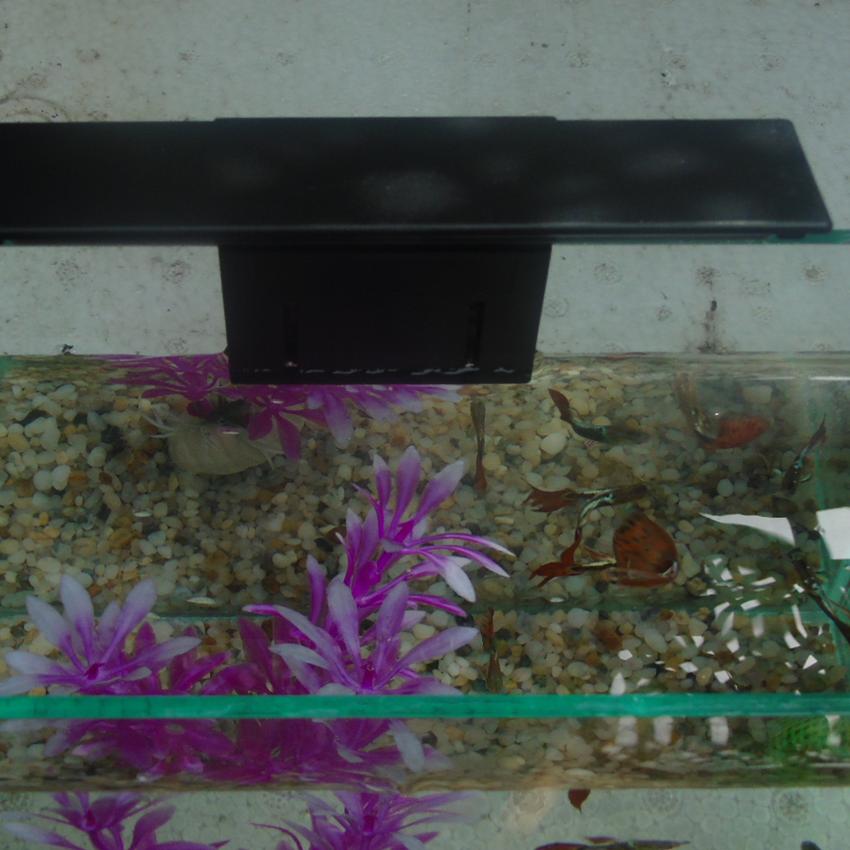 Bể cá mini để bàn 20x10x20 + Đèn Led